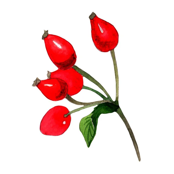 Wildblume Rose Arkansana Blume in einem Aquarell-Stil isoliert. — Stockfoto