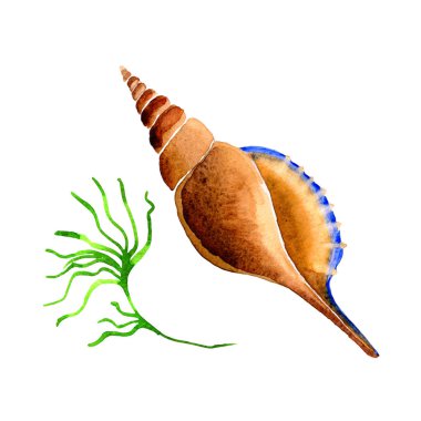 Suluboya yaz plaj seashell tropikal elemanları, sualtı yaratıklar.