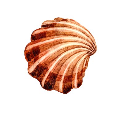 Suluboya yaz plaj seashell tropikal elemanları, sualtı yaratıklar.