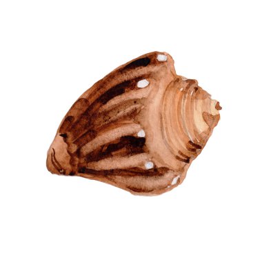 Suluboya yaz plaj seashell tropikal elemanları, sualtı yaratıklar.