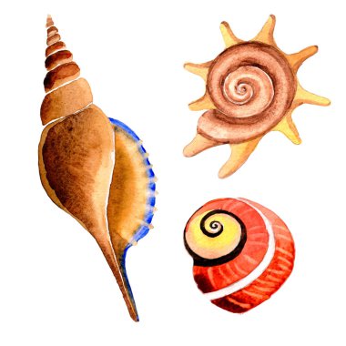 Suluboya yaz plaj seashell tropikal elemanları, sualtı yaratıklar.