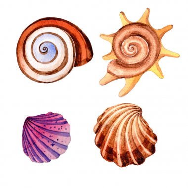 Suluboya yaz plaj seashell tropikal elemanları, sualtı yaratıklar.