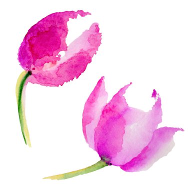 Kır çiçeği Lale çiçek izole bir suluboya tarzında.