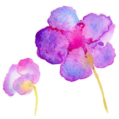 Kır çiçeği Lale çiçek izole bir suluboya tarzında.