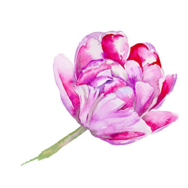 Kır çiçeği Lale çiçek izole bir suluboya tarzında.