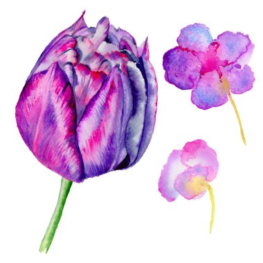 Kır çiçeği Lale çiçek izole bir suluboya tarzında.