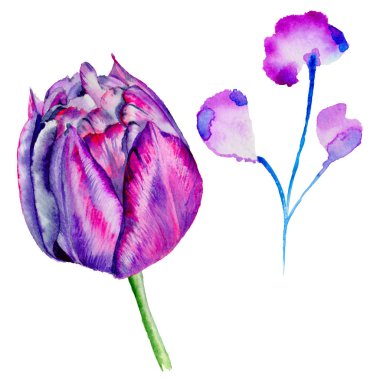 Kır çiçeği Lale çiçek izole bir suluboya tarzında.