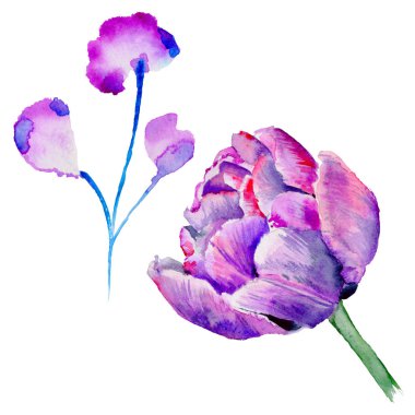 Kır çiçeği Lale çiçek izole bir suluboya tarzında.