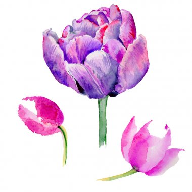 Kır çiçeği Lale çiçek izole bir suluboya tarzında.