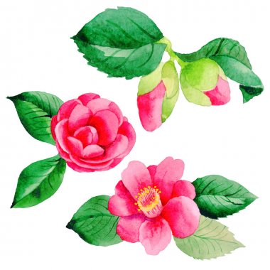 Kır çiçeği kamelya Japon izole bir suluboya tarzında çiçek.