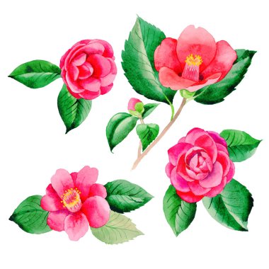 Kır çiçeği kamelya Japon izole bir suluboya tarzında çiçek.