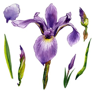 Kır çiçeği Iris çiçek izole bir suluboya tarzında.