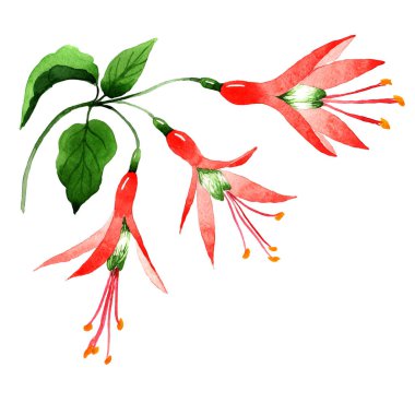 Kır çiçeği orkide çiçek izole bir suluboya tarzında.