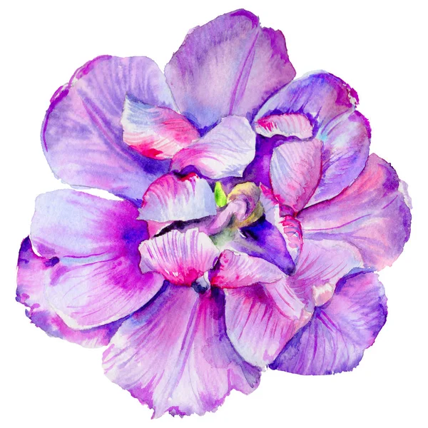 Wildflower tulip flower in a watercolor style isolated. — Stock Photo, Image