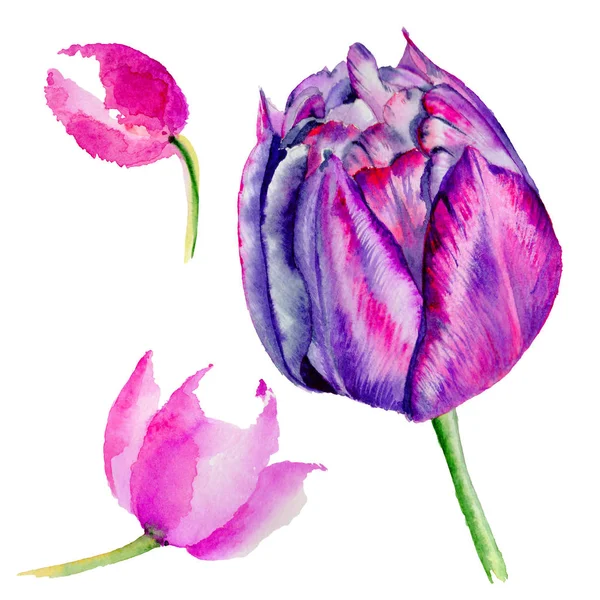 Flor de tulipa de flores silvestres em um estilo aquarela isolado . — Fotografia de Stock