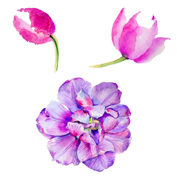 Wildblume Tulpe Blume in einem Aquarell-Stil isoliert. — Stockfoto