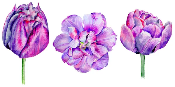Wildblume Tulpe Blume in einem Aquarell-Stil isoliert. — Stockfoto