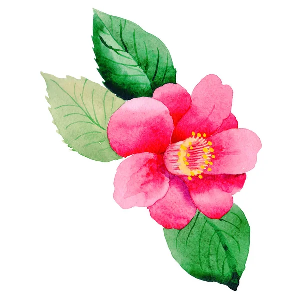 Wildflower Camellia Japanese flower in a watercolor style isolated. — Stock Photo, Image