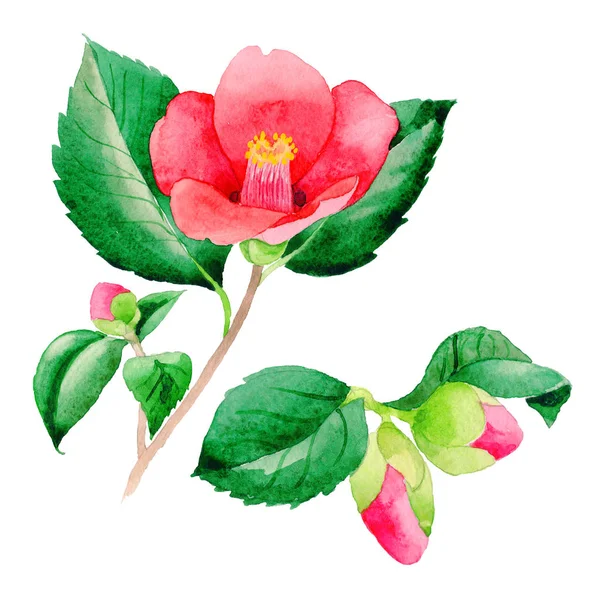 Kwiat kwiatów Camellia japoński w stylu przypominającym akwarele na białym tle. — Zdjęcie stockowe