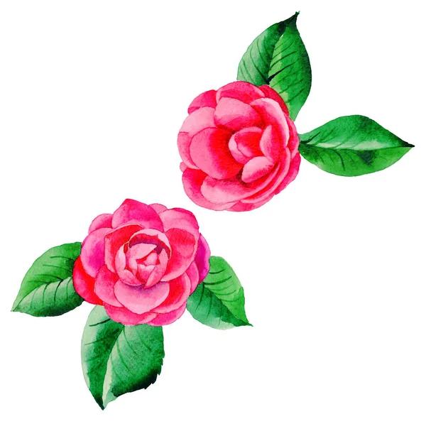 Wildflower Japanse Camellia bloem in een aquarel stijl geïsoleerd. — Stockfoto