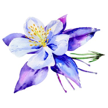 Kır çiçeği egzotik çiçek izole bir suluboya tarzında.