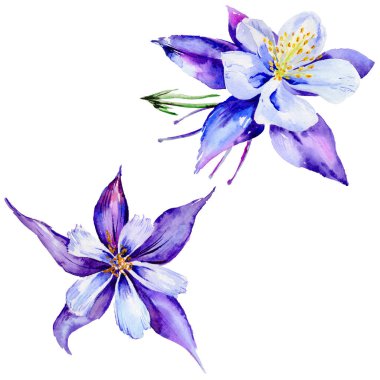 Kır çiçeği egzotik çiçek izole bir suluboya tarzında.