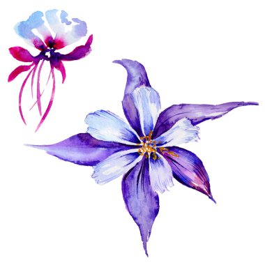 Kır çiçeği egzotik çiçek izole bir suluboya tarzında.