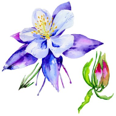 Kır çiçeği egzotik çiçek izole bir suluboya tarzında.