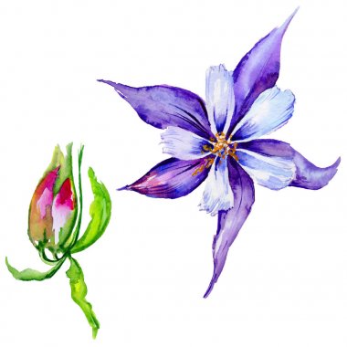 Kır çiçeği egzotik çiçek izole bir suluboya tarzında.