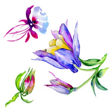 Kır çiçeği egzotik çiçek izole bir suluboya tarzında.