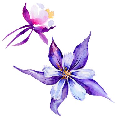 Kır çiçeği egzotik çiçek izole bir suluboya tarzında.