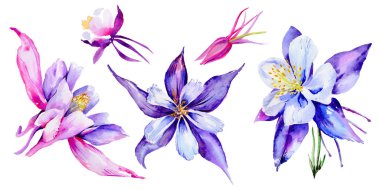 Kır çiçeği egzotik çiçek izole bir suluboya tarzında.