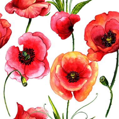 Kır çiçeği haşhaş çiçek deseni izole bir suluboya tarzında.