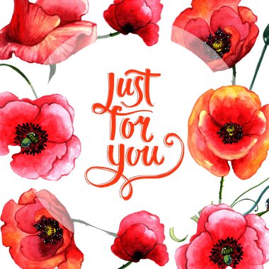 Kır çiçeği haşhaş çiçek çerçeve izole bir suluboya tarzında.