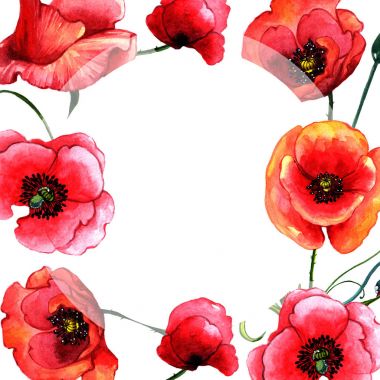 Kır çiçeği haşhaş çiçek çerçeve izole bir suluboya tarzında.