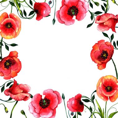 Kır çiçeği haşhaş çiçek çerçeve izole bir suluboya tarzında.