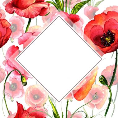 Kır çiçeği haşhaş çiçek çerçeve izole bir suluboya tarzında.