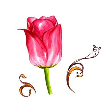 Kır çiçeği Lale çiçek izole bir suluboya tarzında.