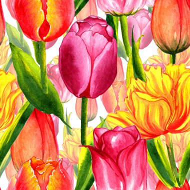 Kır çiçeği Lale çiçek deseni izole bir suluboya tarzında.