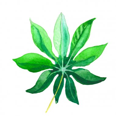 Tropikal Hawaii palmiye ağacı izole bir suluboya tarzında bırakır..