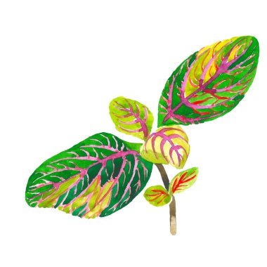 Tropikal Hawaii palmiye ağacı izole bir suluboya tarzında bırakır..