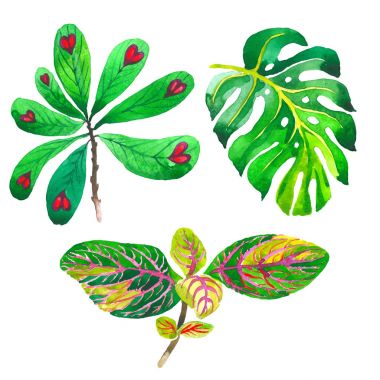 Tropikal Hawaii palmiye ağacı izole bir suluboya tarzında bırakır..