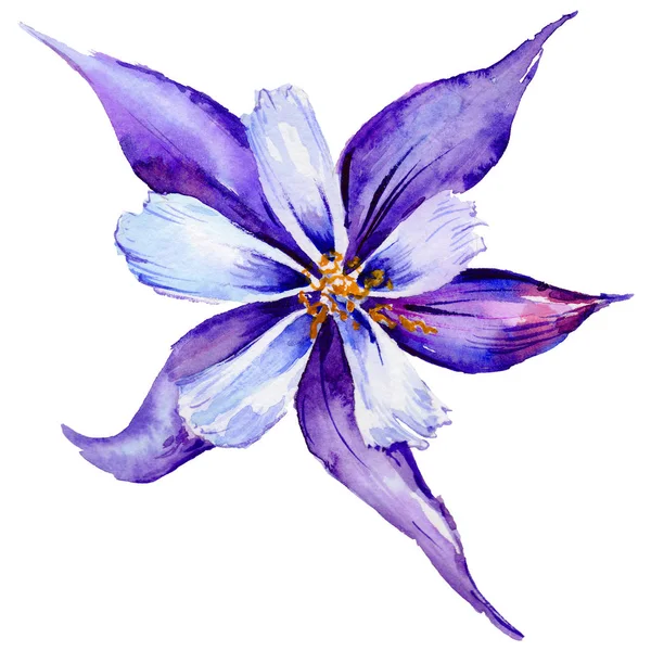 Flor exótica Wildflower em um estilo aquarela isolado . — Fotografia de Stock