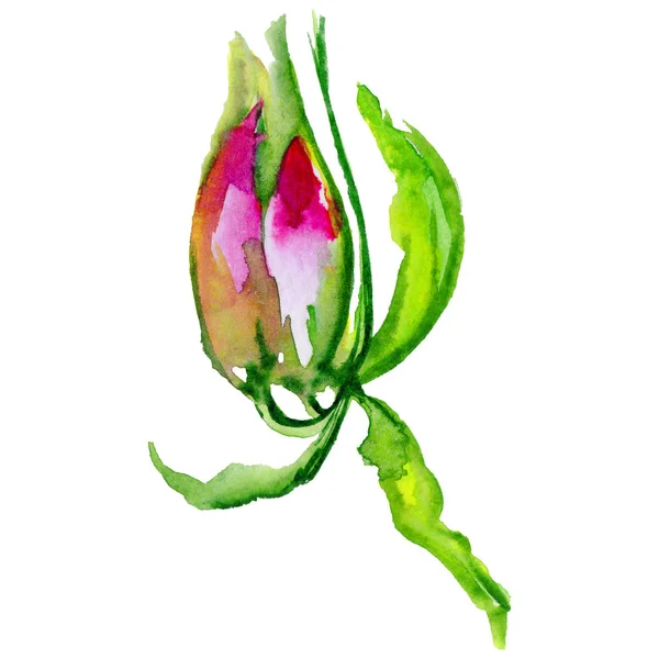 Wildflower exotická květina ve stylu akvarelu, samostatný. — Stock fotografie