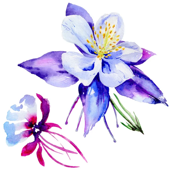 Wildflower exotic flower in a watercolor style isolated. — Stock Photo, Image