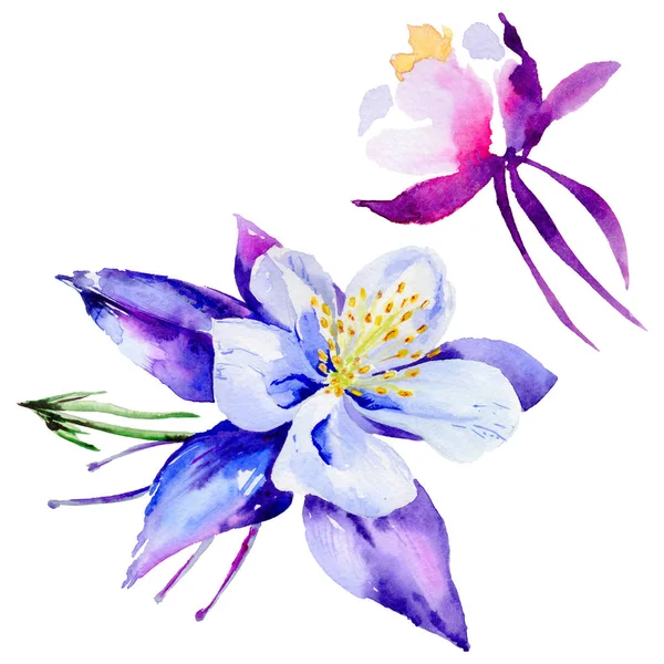 Wildflower exotic flower in a watercolor style isolated. — Stock Photo, Image