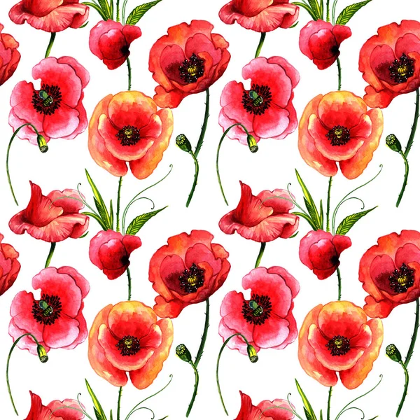 Wildblume Mohn Blumenmuster in einem Aquarell-Stil isoliert. — Stockfoto