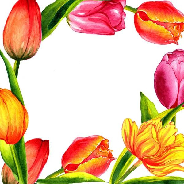 Marco de tulipán de flor silvestre en un estilo de acuarela aislado . — Foto de Stock