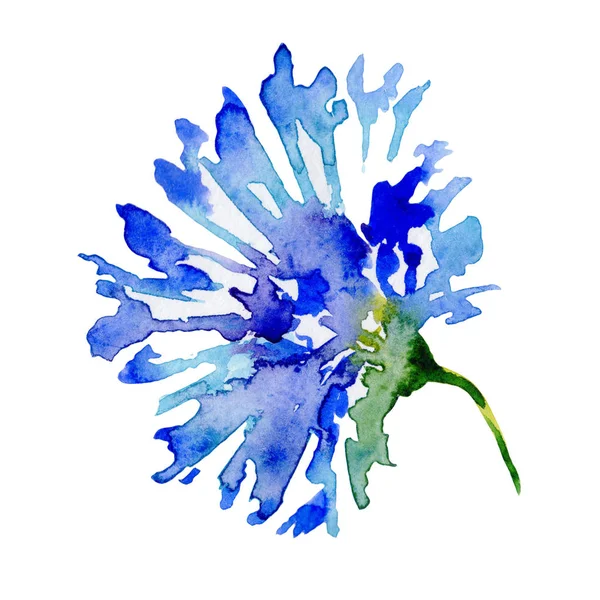 Wildblumenblume in einem Aquarellstil isoliert. — Stockfoto