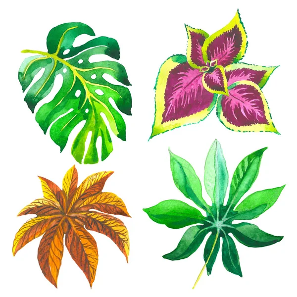 Τροπική Χαβάη φύλλα φοίνικα σε στυλ υδροχρώματος απομονωμένες. — Φωτογραφία Αρχείου